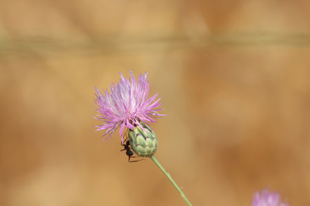 Blossom of the thistle species Mantisalca salmanticaの写真素材