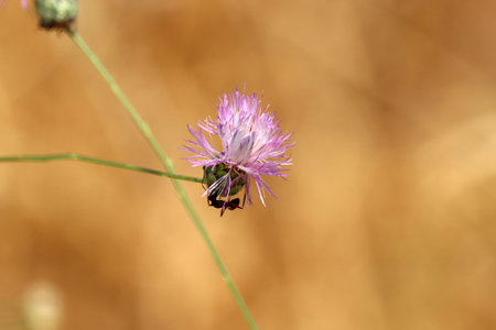 Blossom of the thistle species Mantisalca salmanticaの写真素材