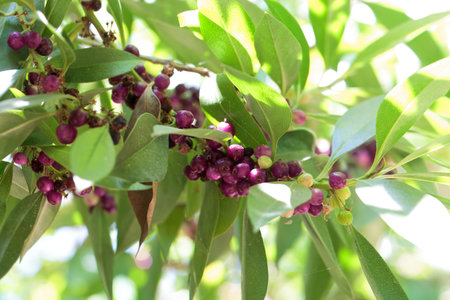 Fruits and foliage of a mousehole tree, Myoporum laetumの写真素材