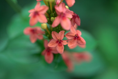 Blossoms of a Ruspolia hypocrateriformis plantの写真素材