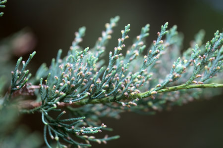 Branches and foliage of an eastern redcedar tree, Juniperus virginiana