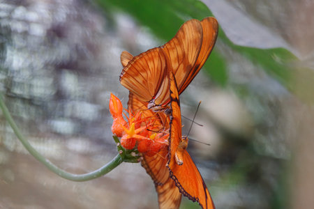 Juno silverspot, Dione juno, sitting on a flowerの写真素材