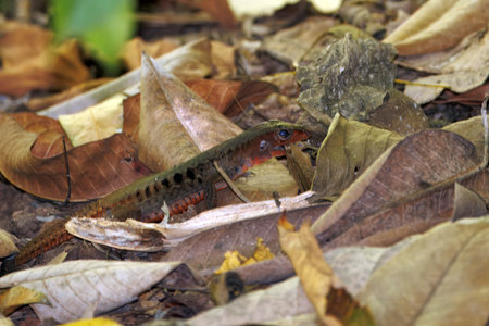 A delicate ameiva, Holcosus leptophrys, in a rainforest in Costa Rica