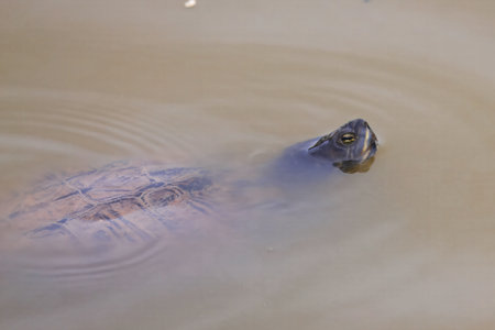 An Iberian pond turtle, Mauremys leprosa, in muddy water.