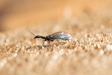 A snakefly of the species Phaeostigma notata on a wooden background