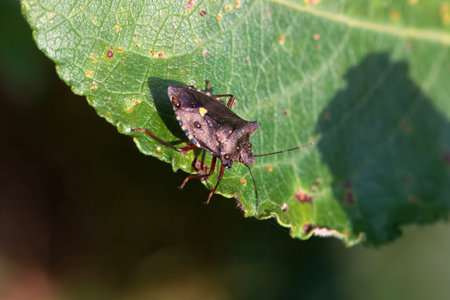 A red-legged shieldbug, Pentatoma rufipes, on a leaf.