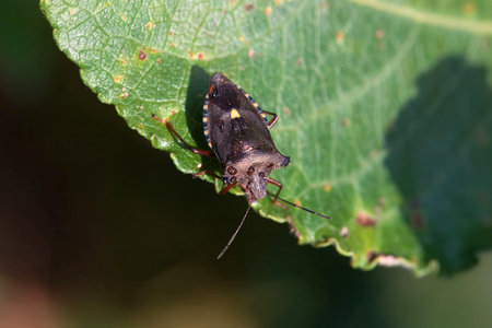 A red-legged shieldbug, Pentatoma rufipes, on a leaf.