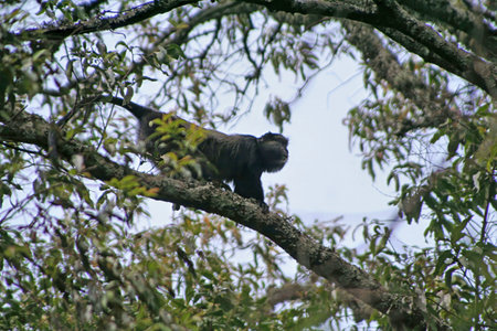 A blue monkey, Cercopithecus mitis, on a rainforest tree in Uganda