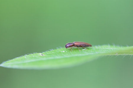 The click beetle Dalopius marginatus on a leaf.
