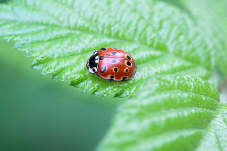 An eyed ladybug, Anatis ocellata, on a leaf.