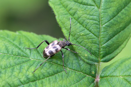 The flower longhorn beetle, Pachytodes cerambyciformis, on a plant.