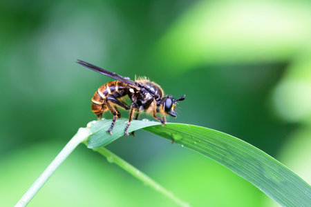 Fly of the species Choerades fimbriata on a plant.
