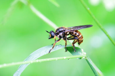 Fly of the species Choerades fimbriata on a plant.