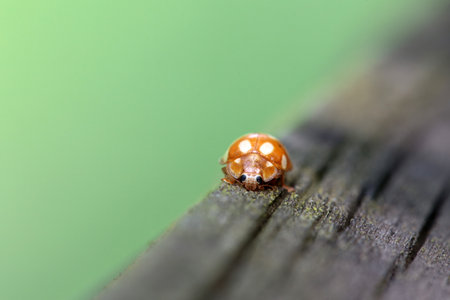 The lady beetle Calvia decemguttata on old wood.の写真素材