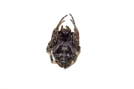 Walnut orb-weaver spider, Nuctenea umbratica, on a white wall.