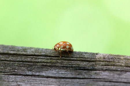 The lady beetle Calvia decemguttata on old wood.の写真素材