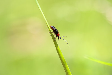 The long-horned beetle Dinoptera collaris on a blade of grass.