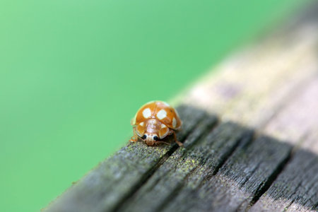 The lady beetle Calvia decemguttata on old wood.の写真素材