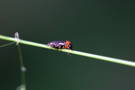 The common sawfly Eutomostethus ephippium on a blade of grassの写真素材