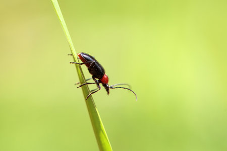 The long-horned beetle Dinoptera collaris on a blade of grass.の写真素材