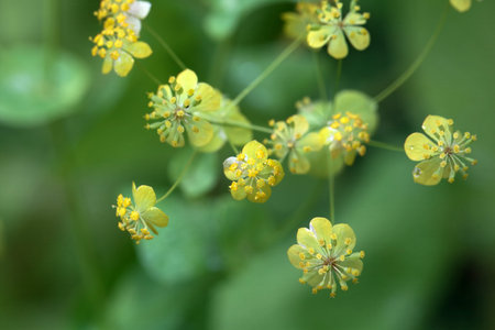 Macro photo of a Bupleurum aureum blossomの写真素材