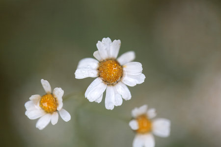 Blossom of a balsam herb, Tanacetum balsamitaの写真素材