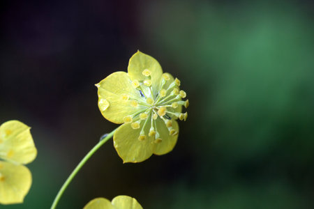 Macro photo of a Bupleurum aureum blossom