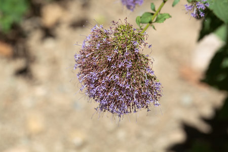 Blossoms of a blue throatwort plant, Trachelium caeruleum