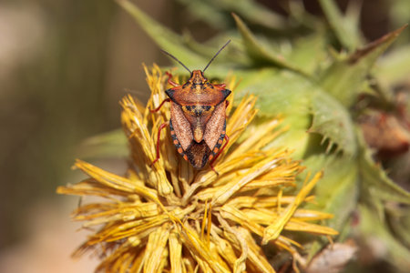 The shield bug Carpocoris purpureipennis on a flower