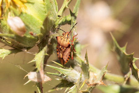 The shield bug Carpocoris purpureipennis on a flower