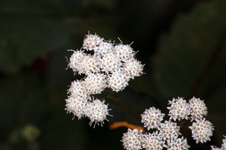 Blossoms of a white snakeroot plant, Ageratina altissima