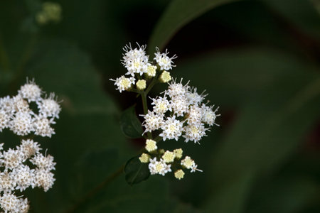 Blossoms of a white snakeroot plant, Ageratina altissima