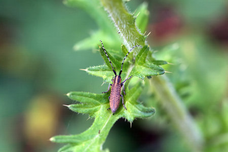 Golden-bloomed gray longhorn beetle, Agapanthia villosoviridescens, on a plant.