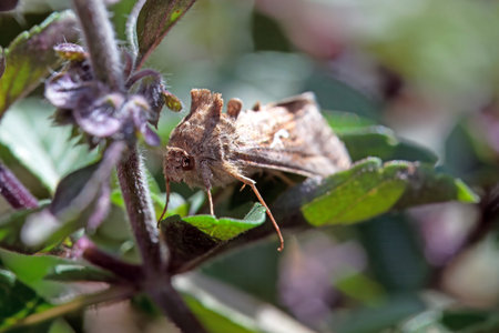 Silver Y moth in a shrub.