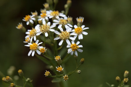 Blossoms of a tall white aster, Doellingeria umbellata