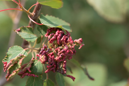 Mite galls of the species Aceria dispar on poplar leaves.