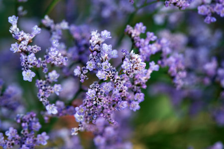 Inflorescence of a Siberian statice plant, Limonium gmelinii