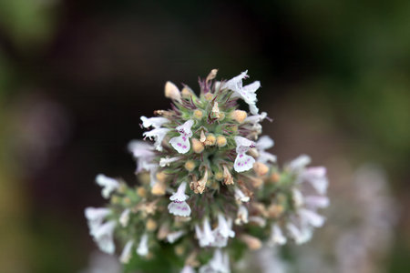 Blossoms of a catmint plant, Nepeta cataria