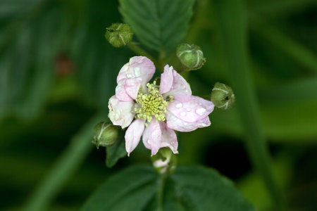 Blossom of the blackberry species Rubus scaberの写真素材