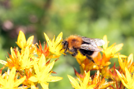 Tree bumblebee, Bombus hypnorum, on a yellow flower.