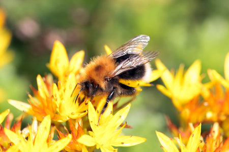 Tree bumblebee, Bombus hypnorum, on a yellow flower.