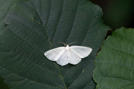 Common white wave moth, Cabera pusaria, on a leaf