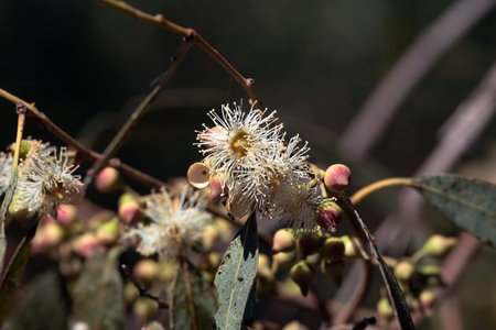 Inflorescence of a river red gum tree, Eucalyptus camaldulensisの写真素材
