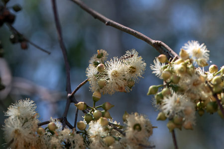 Inflorescence of a river red gum tree, Eucalyptus camaldulensisの写真素材