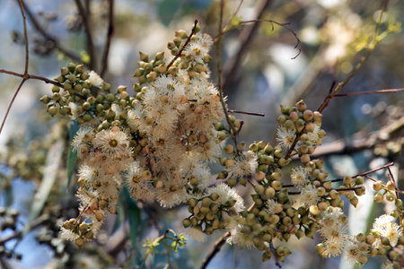 Inflorescence of a river red gum tree, Eucalyptus camaldulensisの写真素材