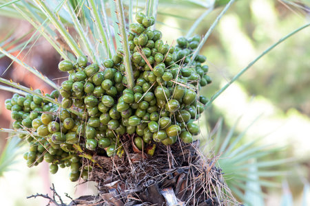 Fruits of a European fan palm tree, Chamaerops humilis