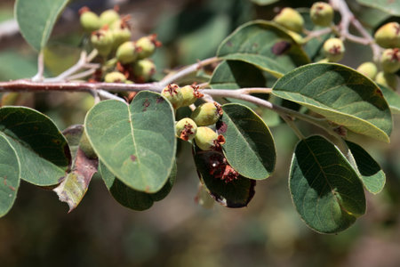 Foliage and fruits of a Cotoneaster granatensis shrub