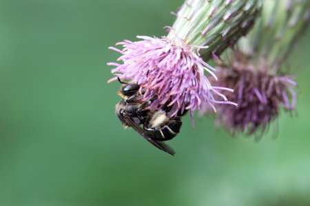 The wild bee Macropis europaea on a thistle flower