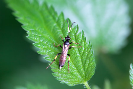 The ichneumon wasp Ichneumon confusor on a leaf.