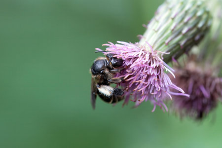 The wild bee Macropis europaea on a thistle flower